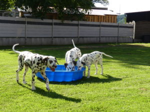 Dalmatiner mit Wassermsuchel
